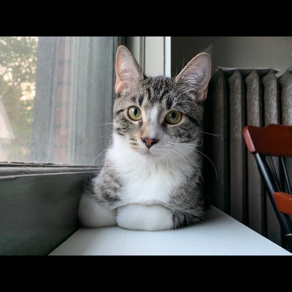 Meet your Posher, Amelia - Picture 5 of 6